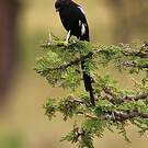 Corvinelle noir et blanc