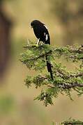 Magpie Shrike