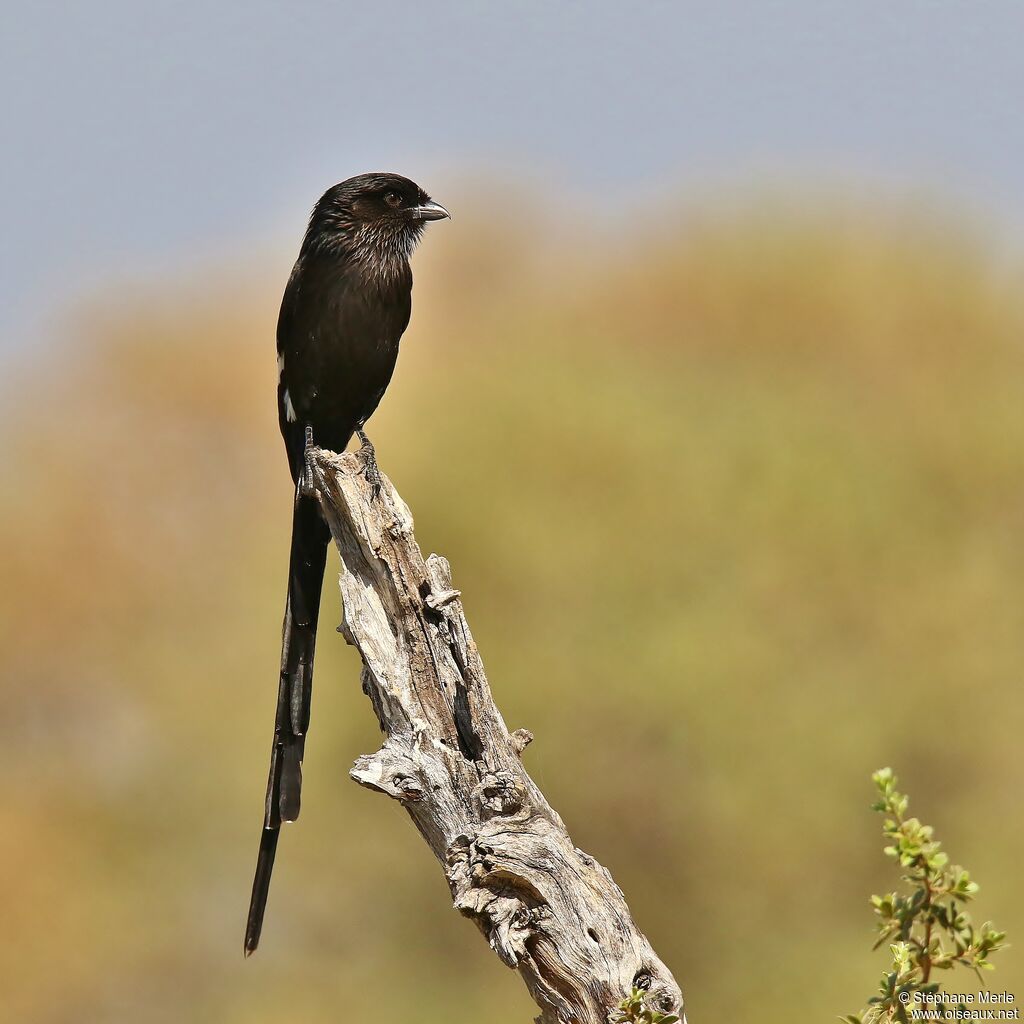 Magpie Shrikeadult