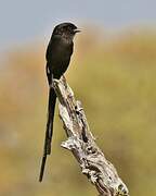 Magpie Shrike