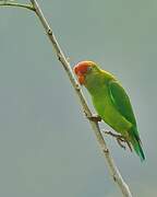 Sri Lanka Hanging Parrot