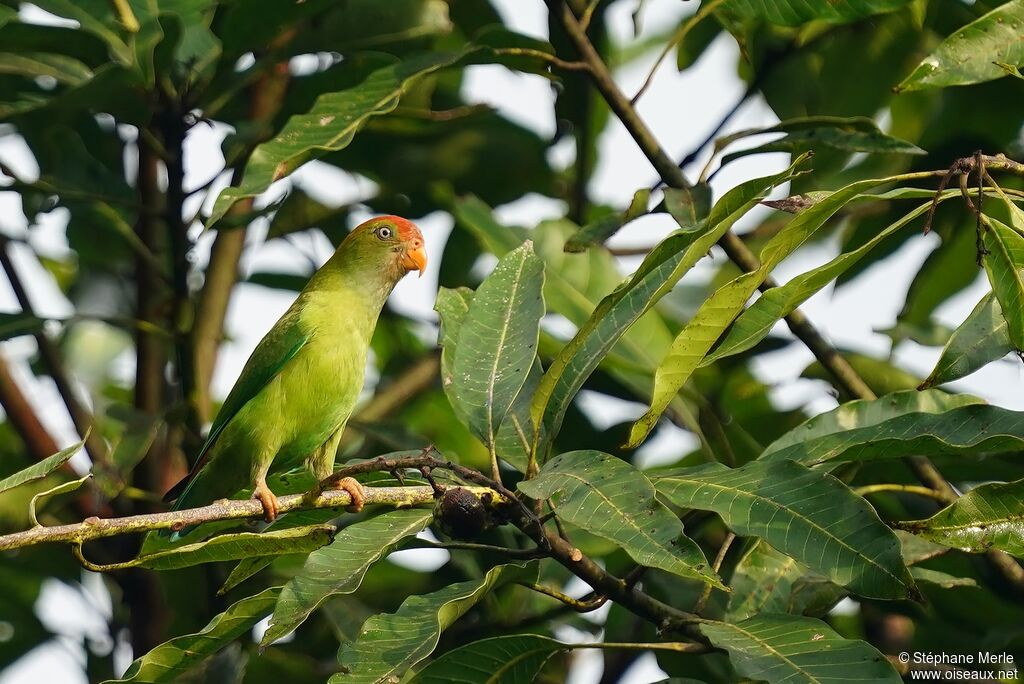 Sri Lanka Hanging Parrotadult