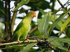 Sri Lanka Hanging Parrot