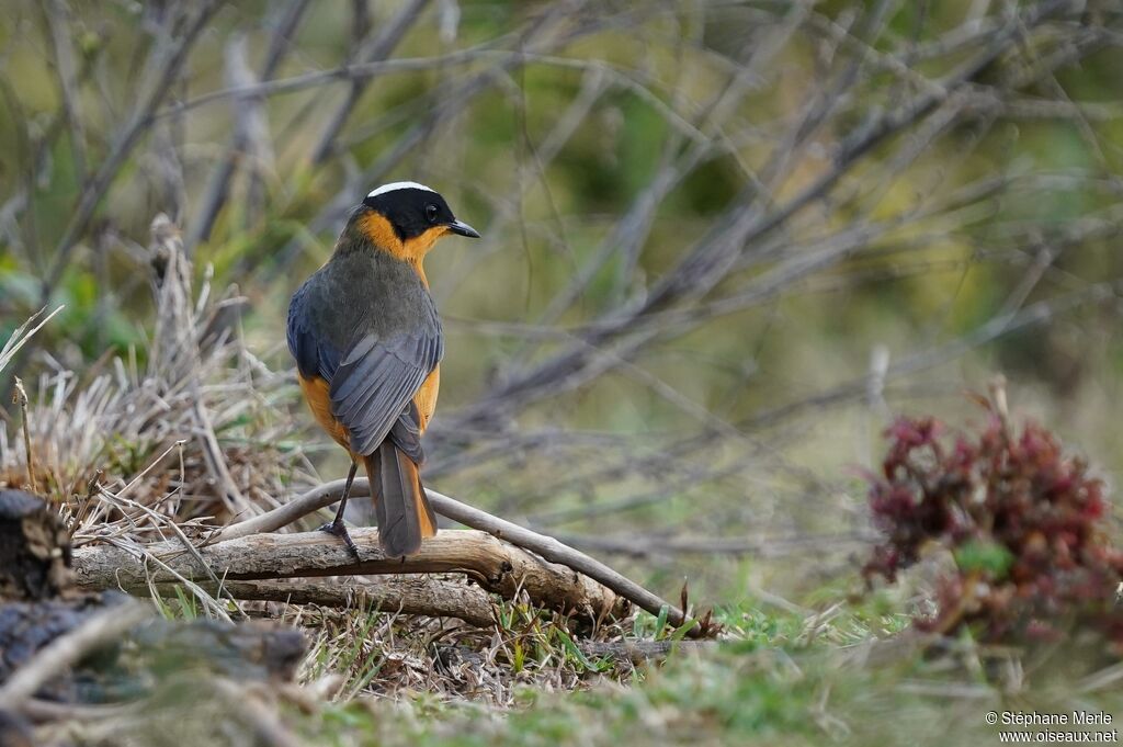 Snowy-crowned Robin-Chatadult