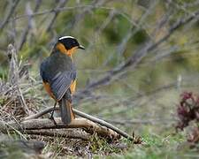 Snowy-crowned Robin-Chat