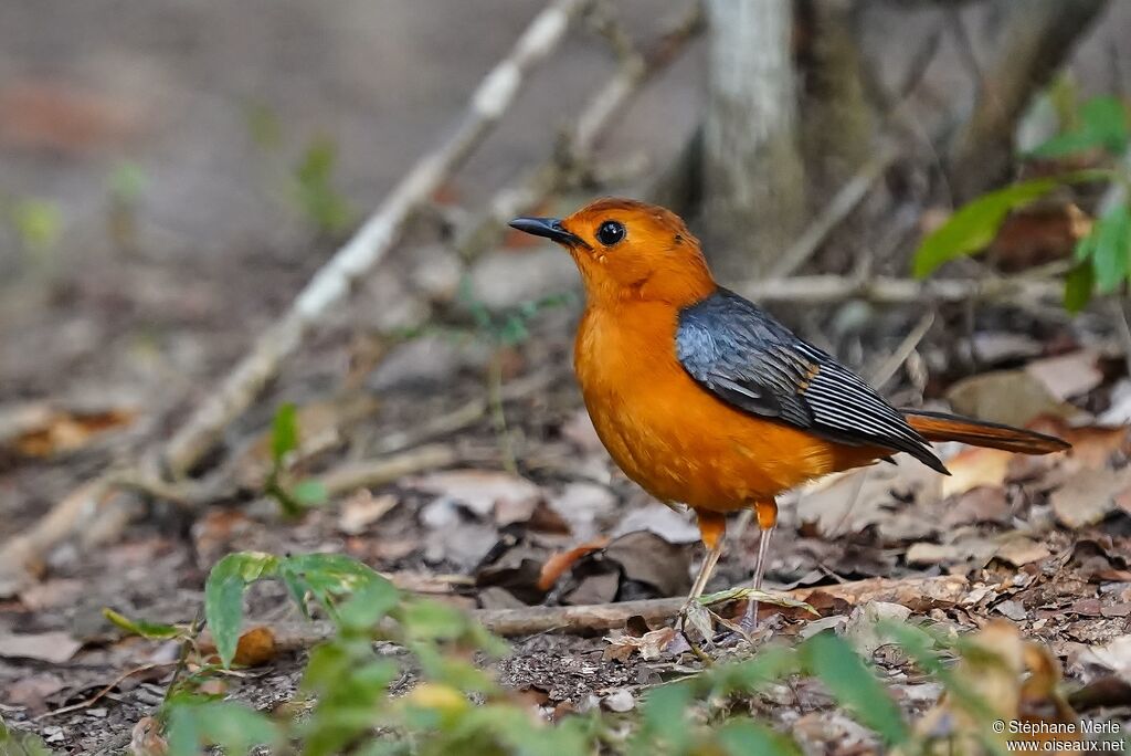 Red-capped Robin-Chatadult