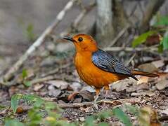 Red-capped Robin-Chat