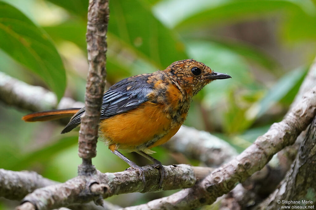 Red-capped Robin-Chat