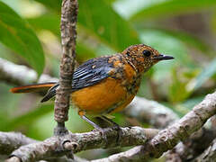 Red-capped Robin-Chat