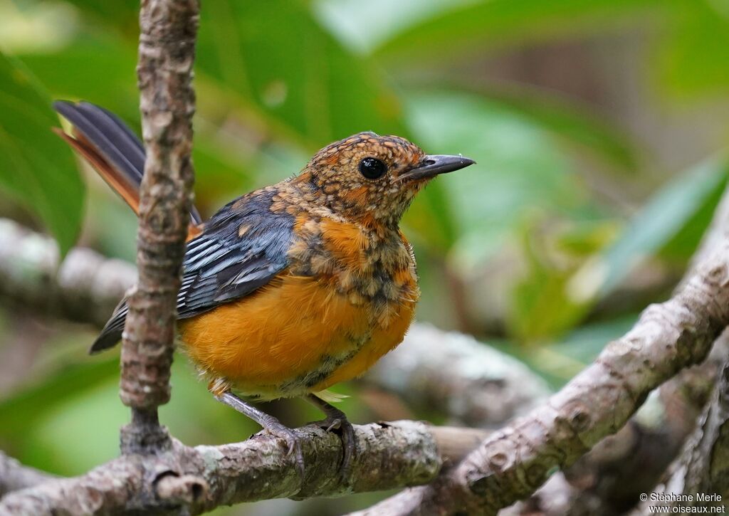 Red-capped Robin-Chat