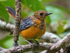 Red-capped Robin-Chat