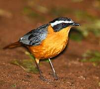 White-browed Robin-Chat