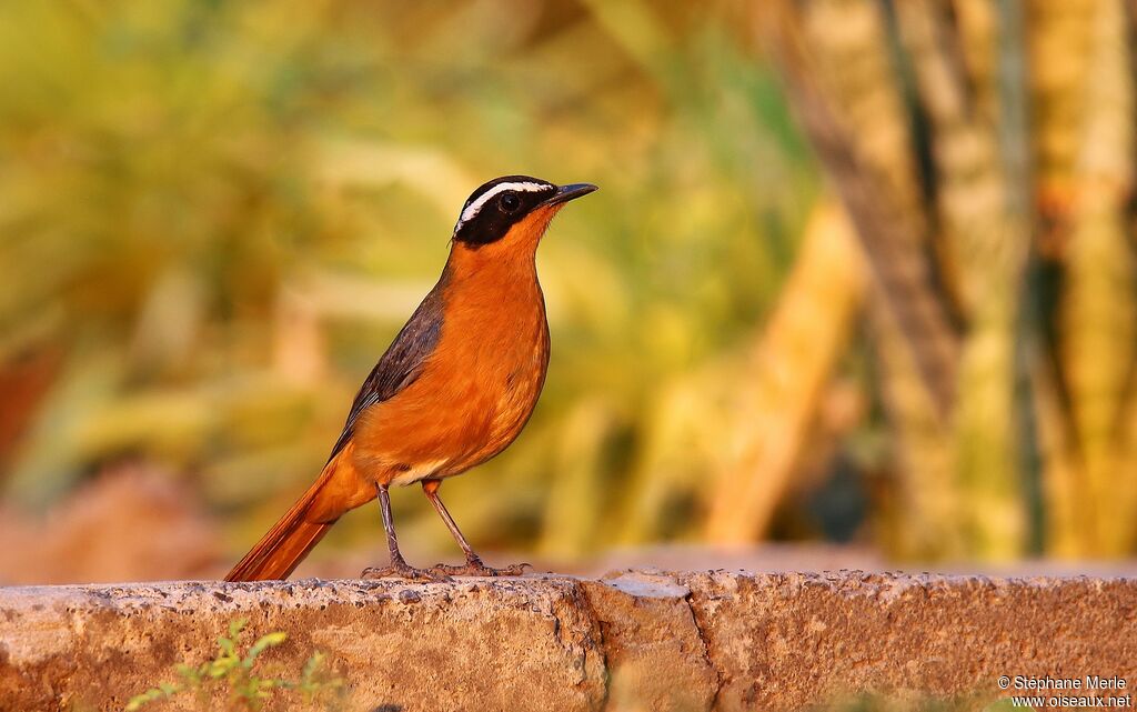 White-browed Robin-Chat