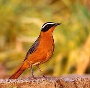 White-browed Robin-Chat