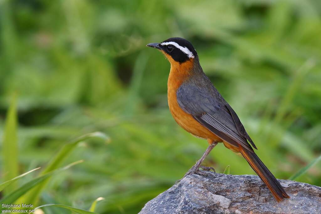 White-browed Robin-Chatadult, identification