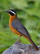 White-browed Robin-Chat