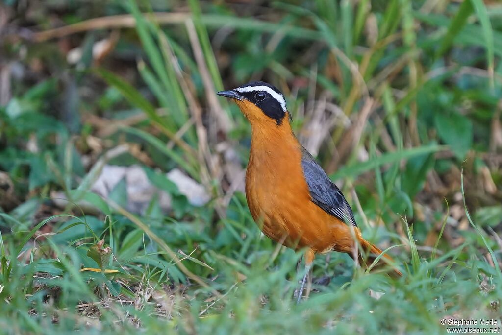 White-browed Robin-Chat