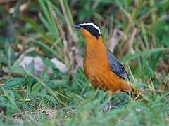 White-browed Robin-Chat