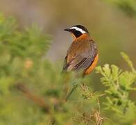 White-browed Robin-Chat