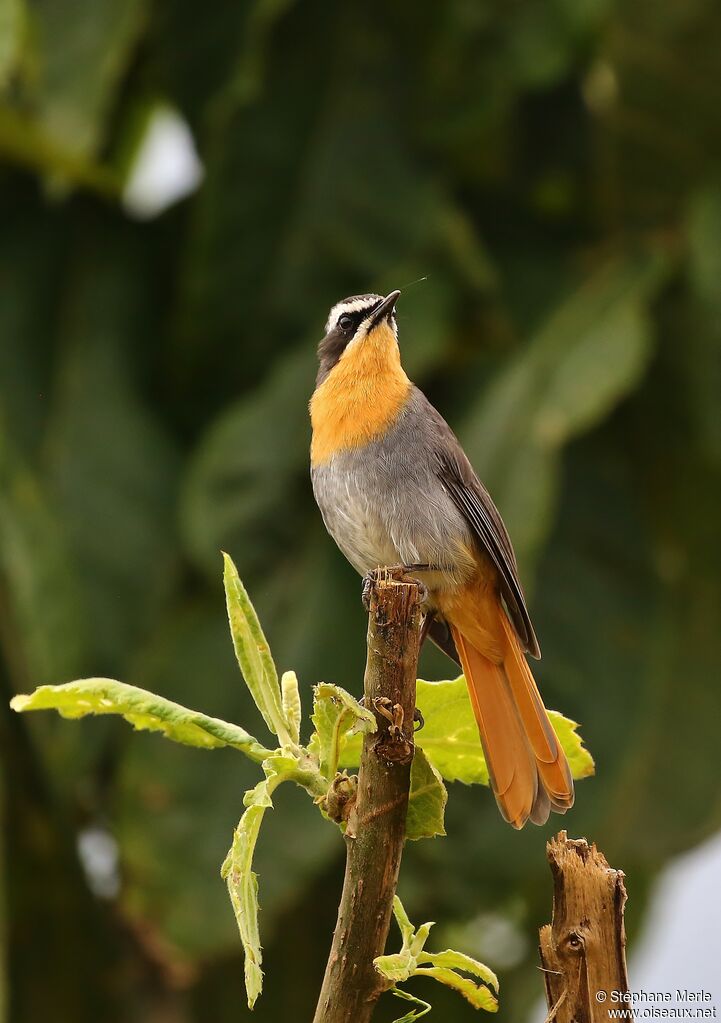 Cape Robin-Chatadult