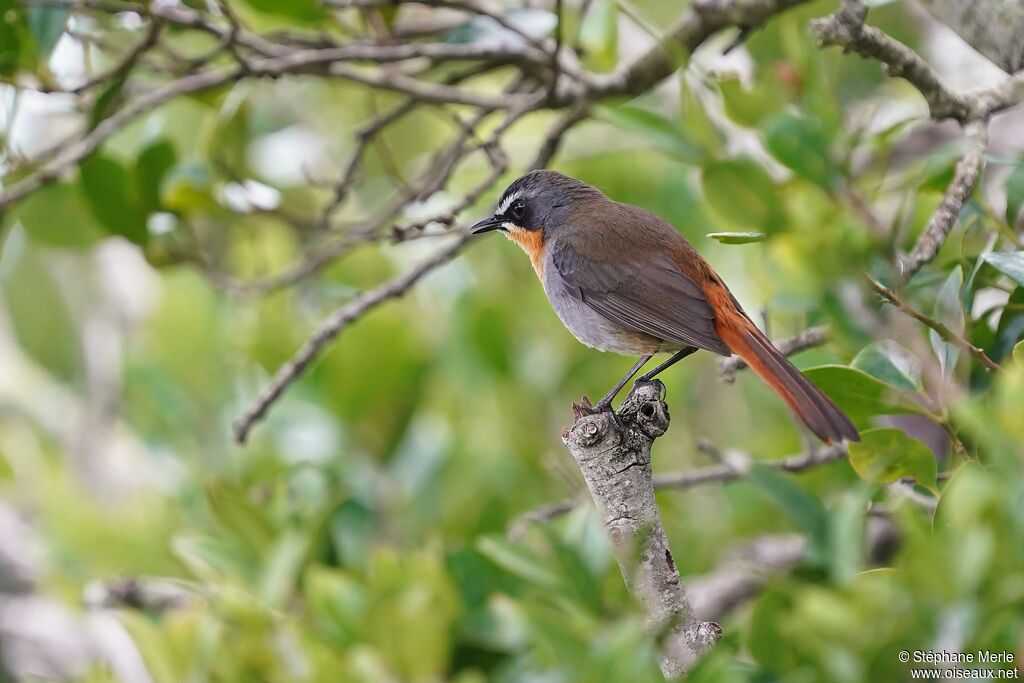 Cape Robin-Chatadult