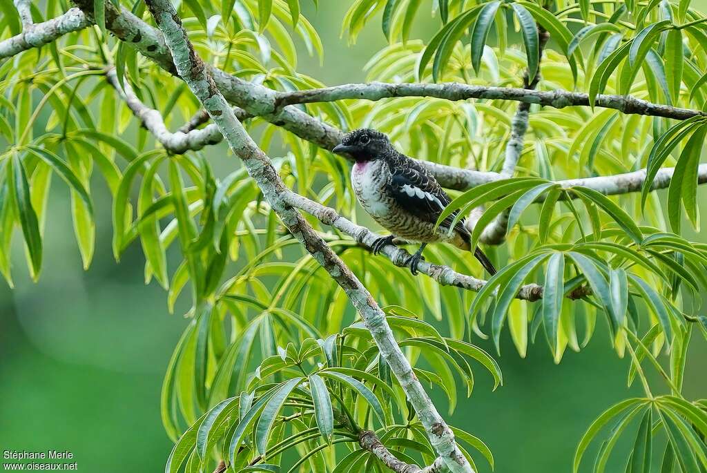 Purple-throated Cotinga male immature, habitat, pigmentation