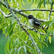 Purple-throated Cotinga