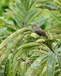 Cotinga à gorge mauve