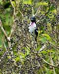 Cotinga à gorge mauve