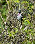 Purple-throated Cotinga