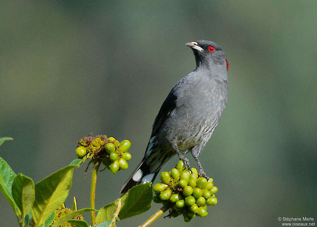 Cotinga à huppe rougeadulte