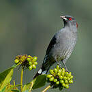 Cotinga à huppe rouge