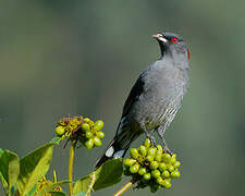 Cotinga à huppe rouge