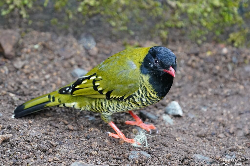 Cotinga barré mâle adulte