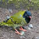 Cotinga barré