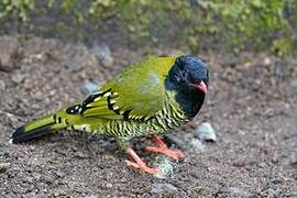 Barred Fruiteater