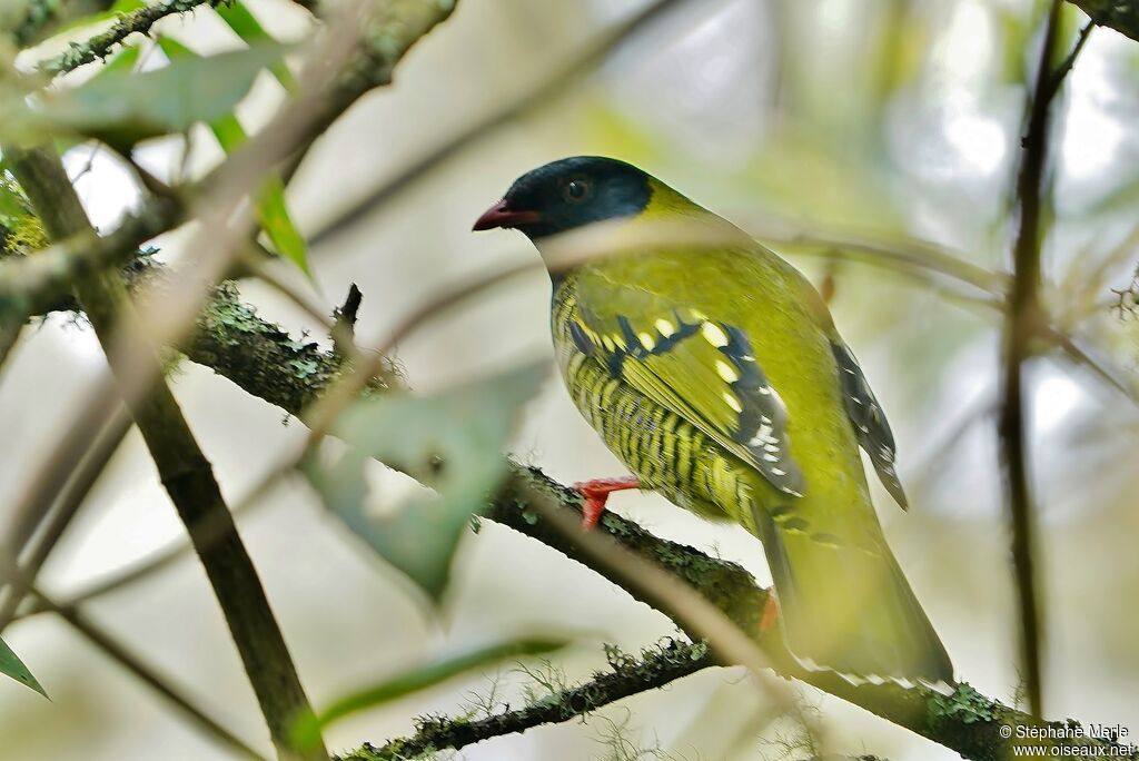 Cotinga barré