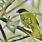Cotinga barré