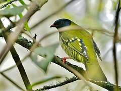 Barred Fruiteater