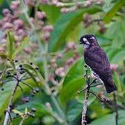 White-browed Purpletuft