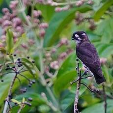 Cotinga d'Isabelle