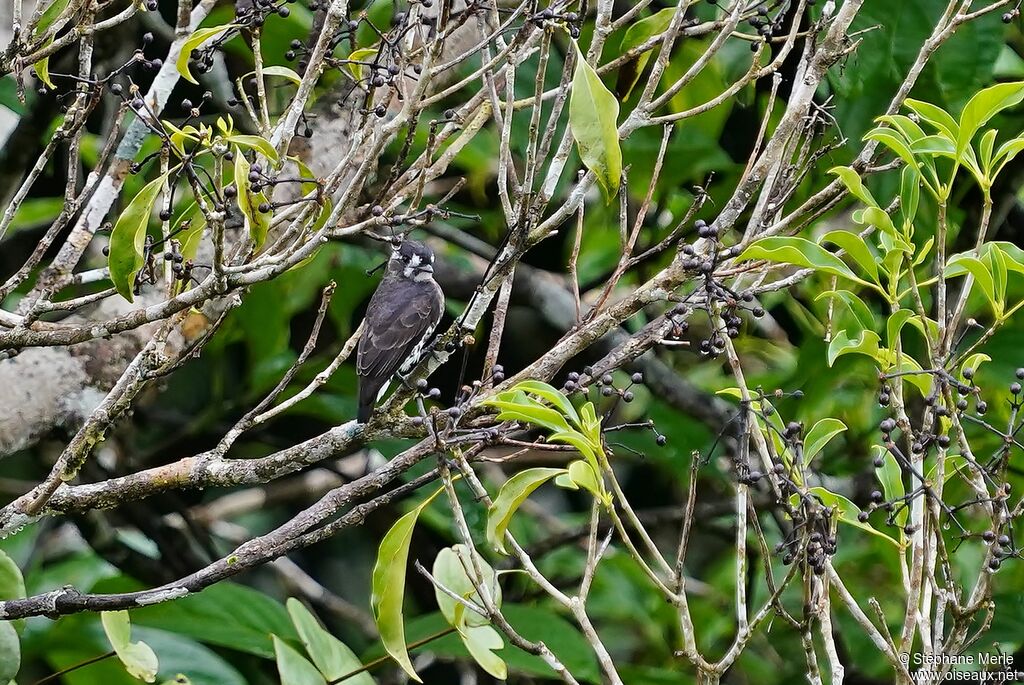 White-browed Purpletuft