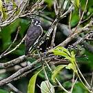 Cotinga d'Isabelle