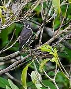 White-browed Purpletuft