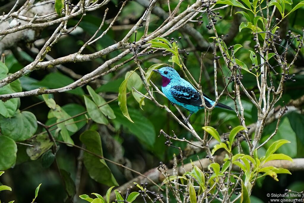 Spangled Cotinga male adult