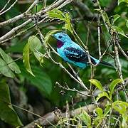 Spangled Cotinga