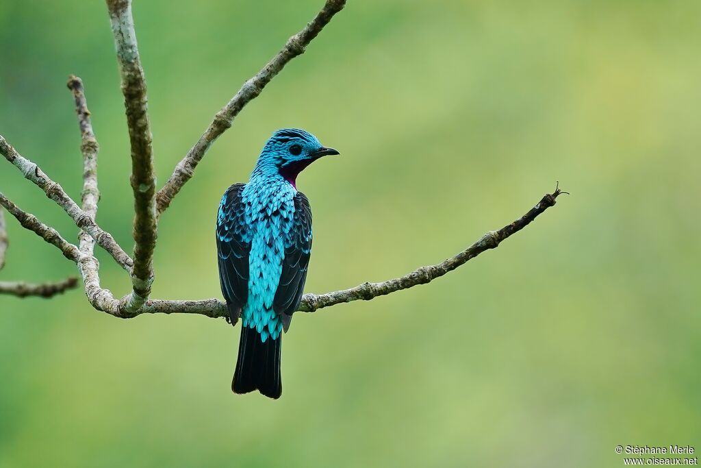 Cotinga de Cayenne mâle adulte