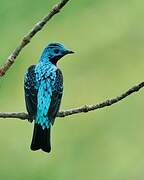 Spangled Cotinga