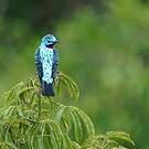 Cotinga de Cayenne