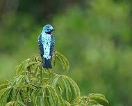 Cotinga de Cayenne